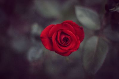 Close-up of red rose