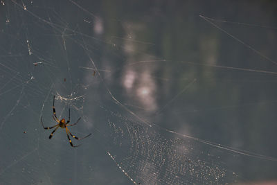 This spider and its web are on a blue background by the river.