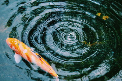 High angle view of fish in lake