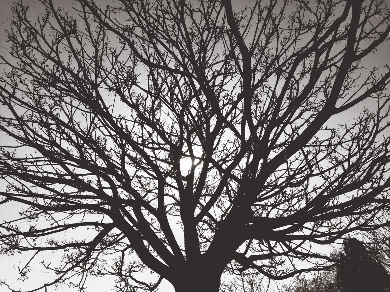 branch, low angle view, tree, bare tree, silhouette, nature, sky, tranquility, beauty in nature, growth, backgrounds, outdoors, full frame, scenics, no people, tree trunk, day, clear sky, high section, dusk