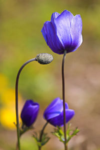 Close-up of purple flowering plant