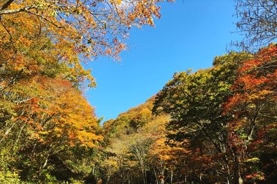 Low angle view of maple tree against sky during autumn