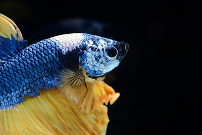 Close-up of fish underwater