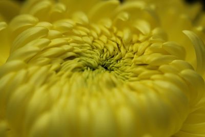 Close-up of yellow flowering plant