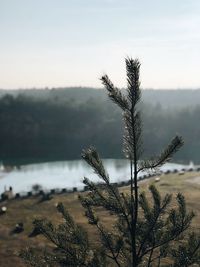 Close-up of plant against sky