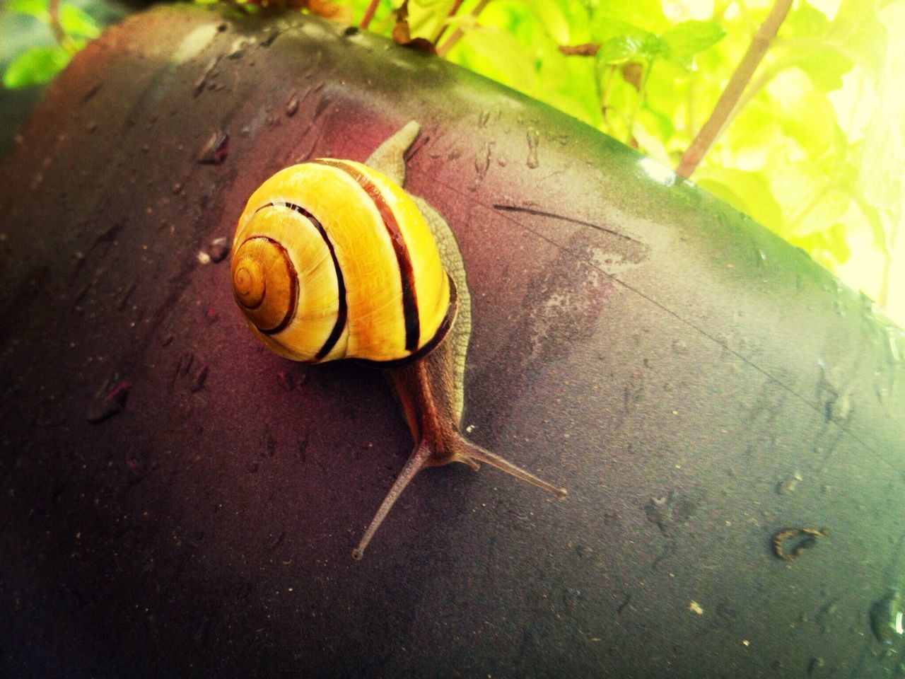 one animal, snail, animal themes, close-up, animal shell, animals in the wild, wildlife, insect, leaf, animal antenna, yellow, mollusk, selective focus, high angle view, focus on foreground, shell, nature, no people, day, outdoors