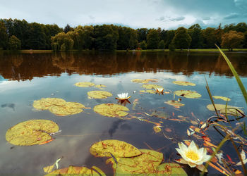 Scenic view of leaves floating on lake against sky
