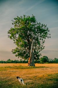 Dog on field against sky