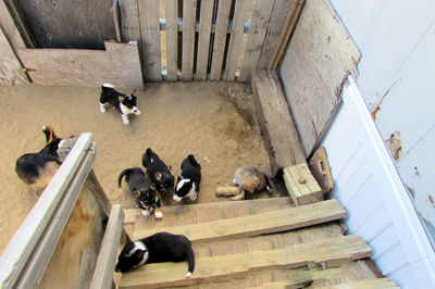 High angle view of birds on floor