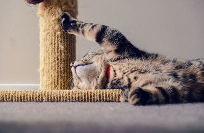 Tabby kitten sleeping in an unusual way against a scratching post. close-up of cat relaxing