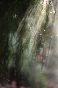 Close-up of wet plant in rain