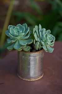 Plant in a tin