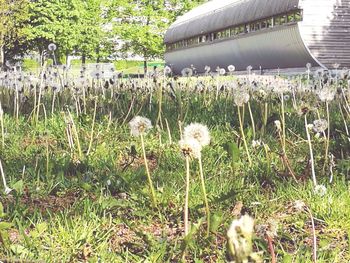 View of sheep on grass
