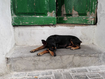 Stay dog sleeping on steps by road