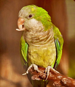 Close-up of parrot perching on branch