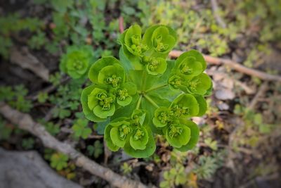 Close-up of fresh green plant