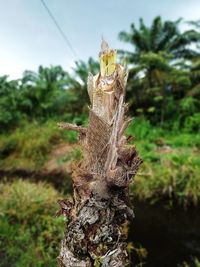 Close-up of dry leaf on tree trunk