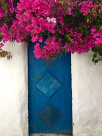 Potted plant on wall