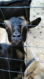 Close-up of goat