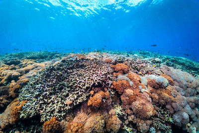 View of fish swimming underwater