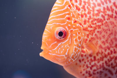 Discus symphysodon, freshwater fish native to the amazon river, in fishtank. closeup of details.