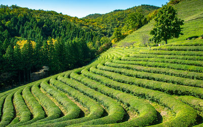 Scenic view of agricultural field