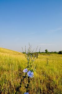 Scenic view of field against blue sky