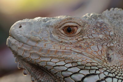 Close-up of iguana