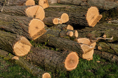 Stack of logs on field