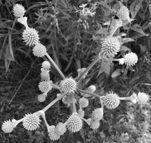 Close-up of flowers blooming outdoors