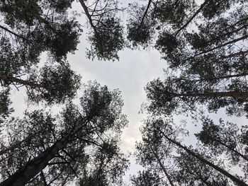 Low angle view of trees against sky