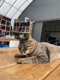 cat