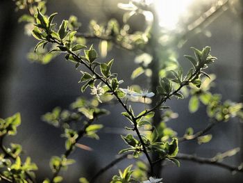 Close-up of plant