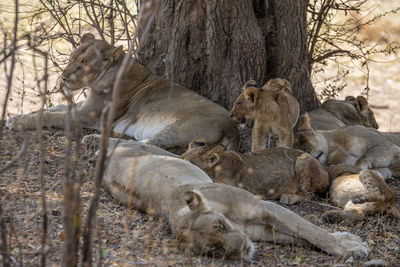 Lion family on field in forest
