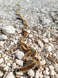 Processionary caterpillars in a row