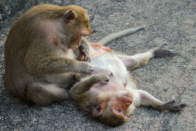 High angle view of monkeys sitting