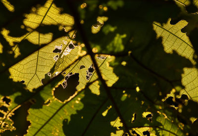 Close-up of spider on leaves