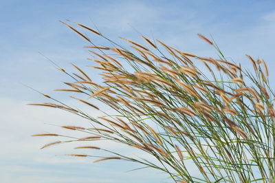 Close-up of grass against sky