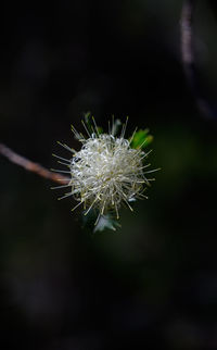 Close-up of dandelion flower