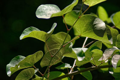 Close-up of green leaves