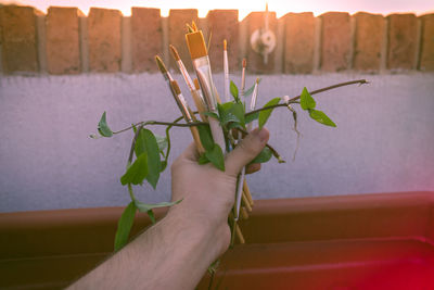Close-up of hand holding plant