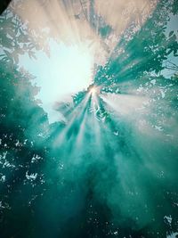 Low angle view of sunlight streaming through trees