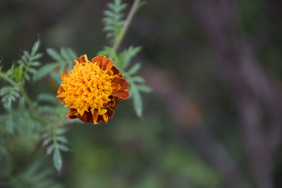 Close-up of yellow flower on plant