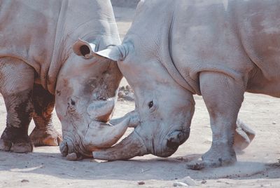 Close-up of rhinoceros