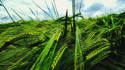 Close-up of green crops growing on field