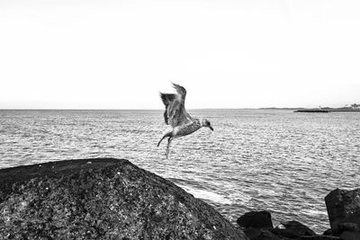 Seagull flying over a sea