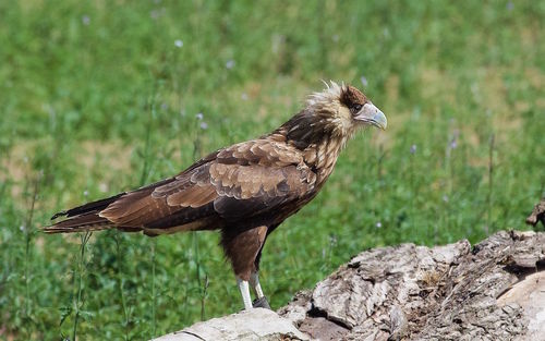 Close-up of a bird on rock