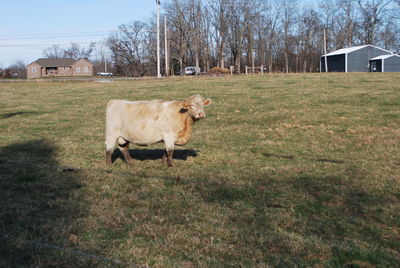 Cows in a field