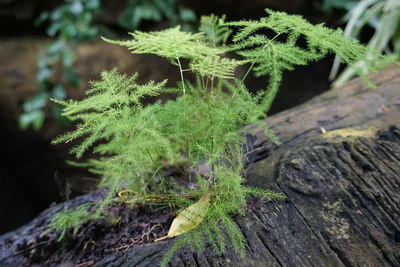 Close-up of moss growing on tree trunk