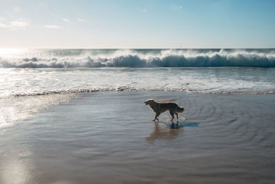Dog standing on beach